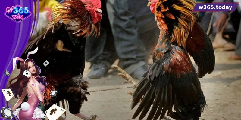 trực tiếp đá gà đòn